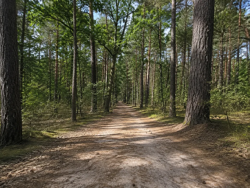 Stendaler Stadtforst: Ebener Waldweg unter hohen Eichen und Kiefern mit sandigem Untergrund