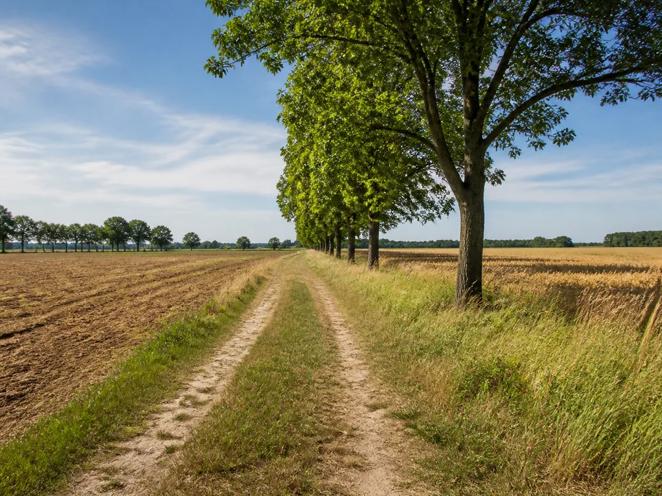 Felder bei Buchholz: Flacher Feldweg zwischen Ackerflächen und lockeren Laubbaumreihen