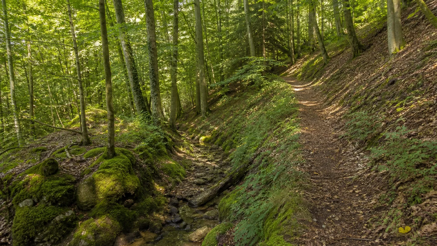 Stockach: Stockach Bahnhof: Stockacher Quellenwald: Buchenmischwald an einem mäßig steilen Hang mit kleiner Quellrinne, moosigem Sandstein und schmalem Erdpfad