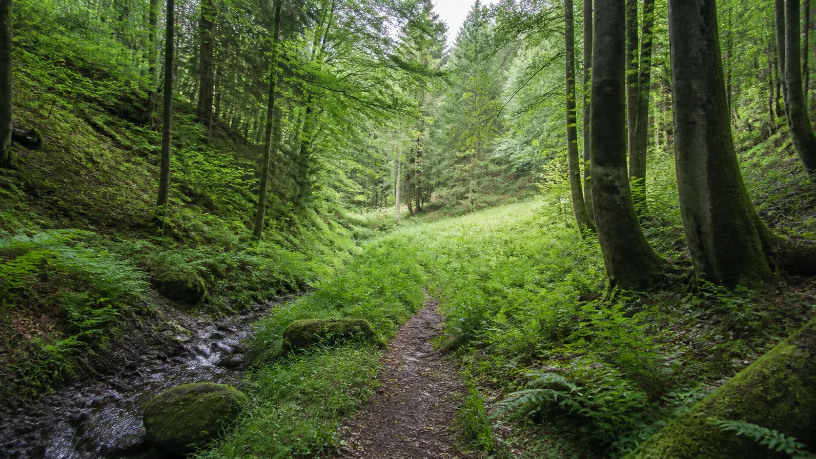 Waldweg am Rehberg