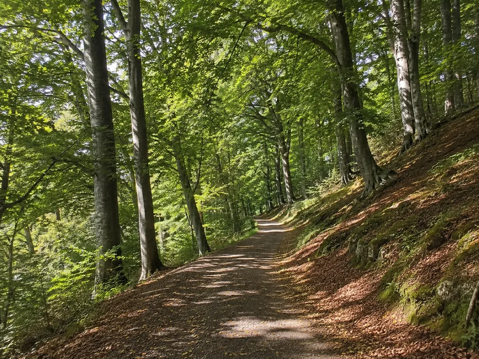 Waldpark oberhalb Stolbergs: Geschwungener sicherer Weg unter hohen Buchen an einem mäßigen Hang