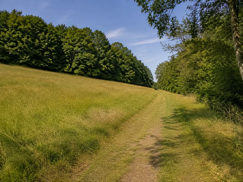 Wiesen bei Hainfeld: Kleine offene Bergwiese zwischen Laubwaldrändern mit leicht ansteigendem Feldweg