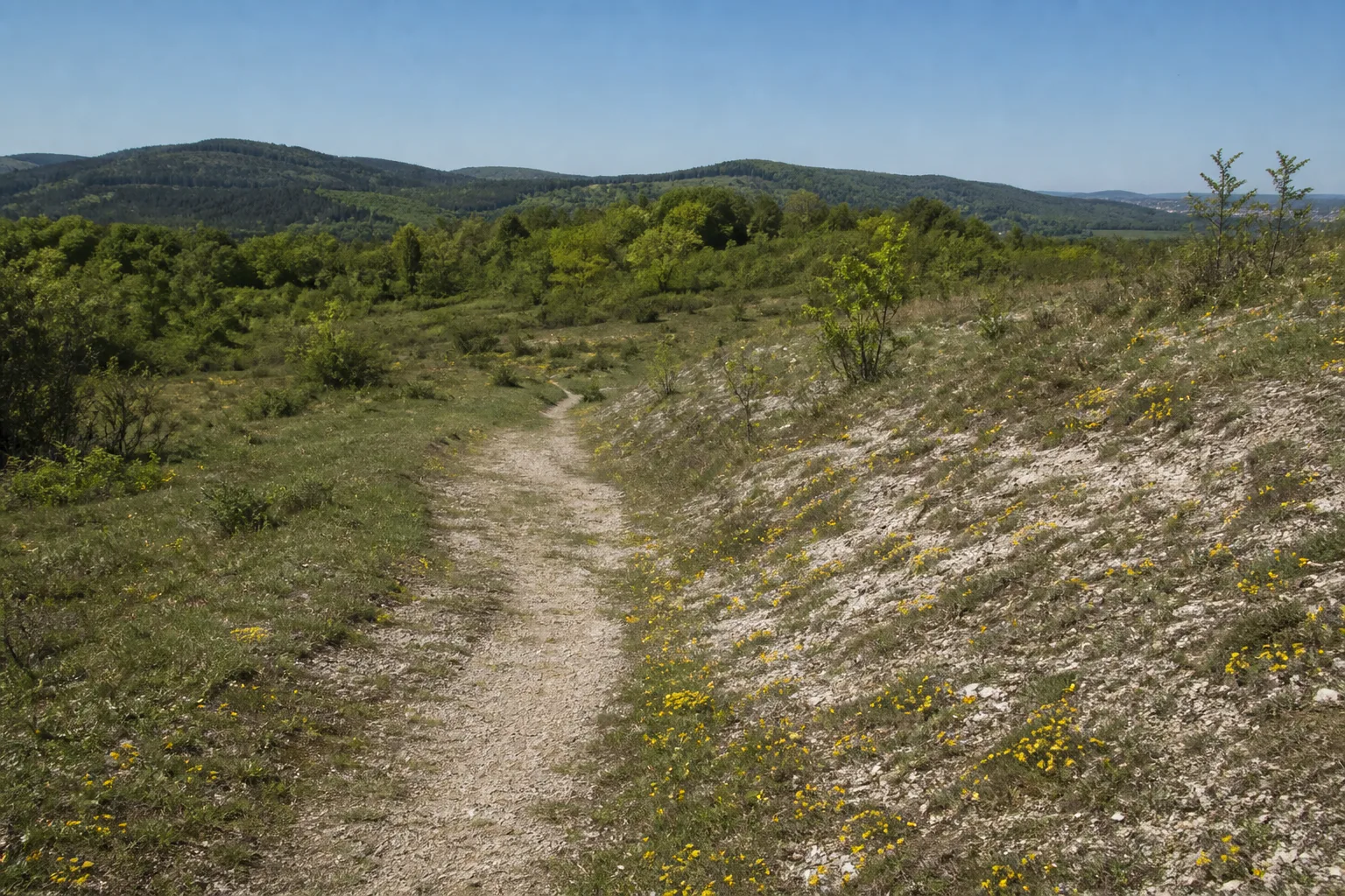 Wanderpfad durch die Galmeiflora am Schlangenberg in Stolberg