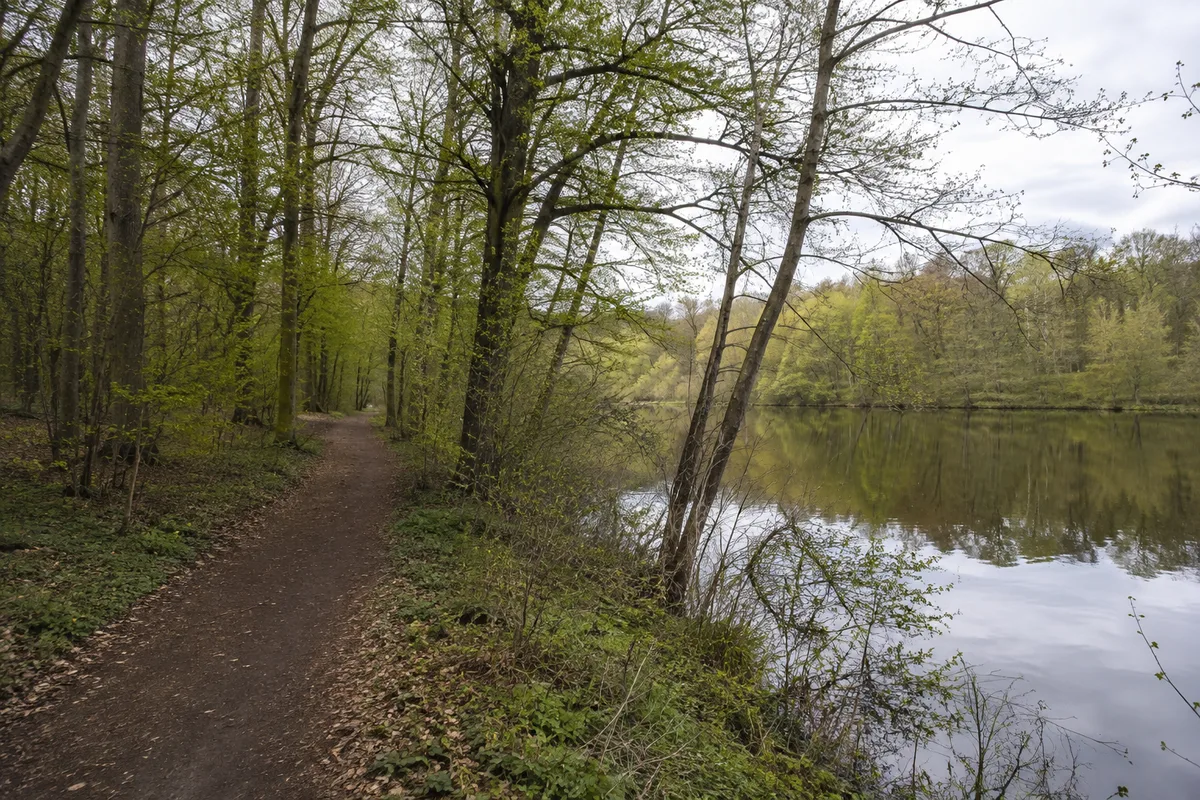 Stralsund: Stralsund Stadtwald: Laubwaldweg am Stralsunder Moorteich
