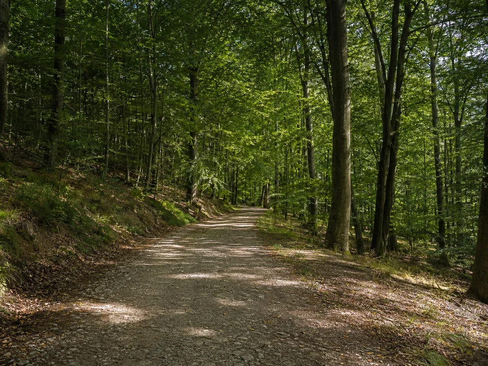 Wald nahe Solitude: Breiter heller Wanderweg durch alten Buchen-Eichenwald auf der westlichen Stuttgarter Hochfläche ohne Schlossdarstellung