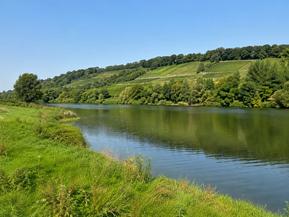 Neckarlandschaft am Max-Eyth-See: Ruhige Wasserfläche mit niedrigen Uferwiesen und einer gegenüberliegenden terrassierten Weinbergflanke bei Stuttgart ohne Gebirge