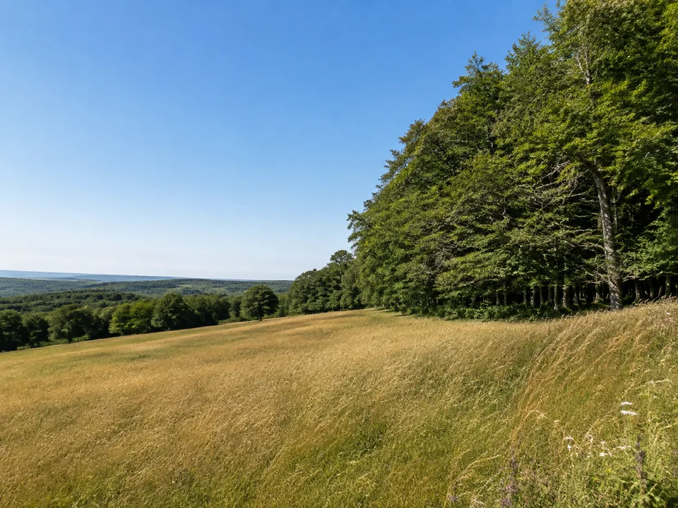Hochflächen bei Hayn: Offene Bergwiese neben Buchenwald auf sanftem Mittelgebirgsplateau