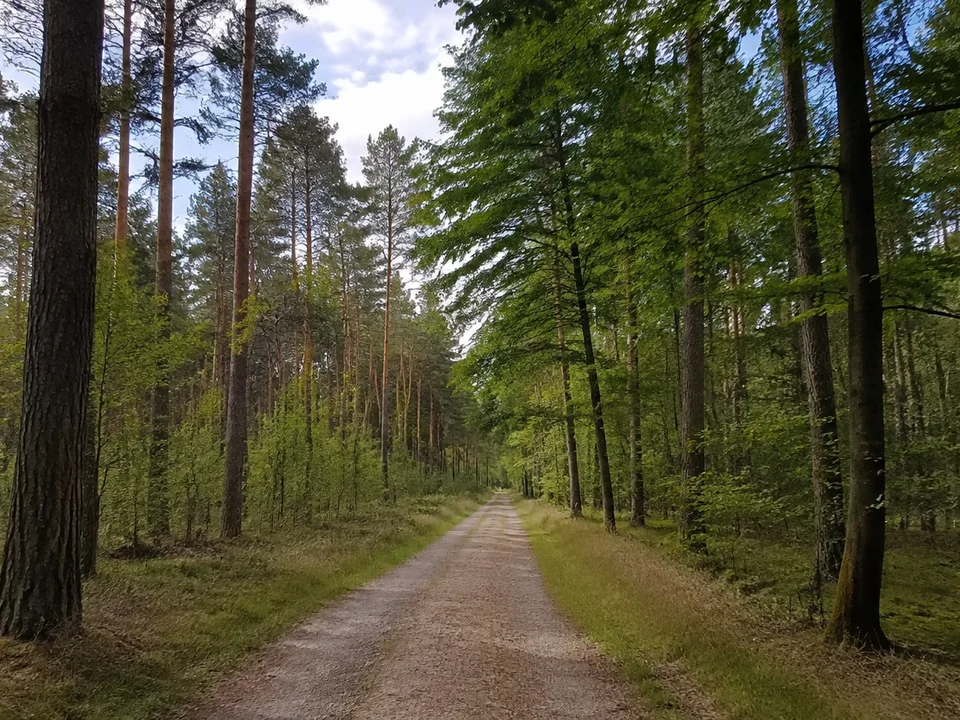 Lüßwald bei Unterlüß: ausgedehnter ebener Mischwald mit Buchen und Kiefern, langer gerader Forstweg