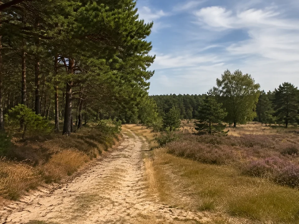 Südheide bei Wesendorf: sandiger Weg zwischen Kiefernwald und kleinen trockenen Heideflecken