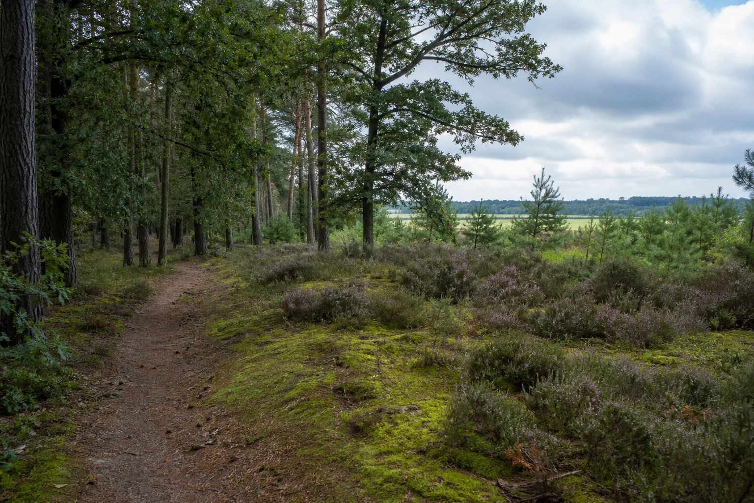 Lohner Heide