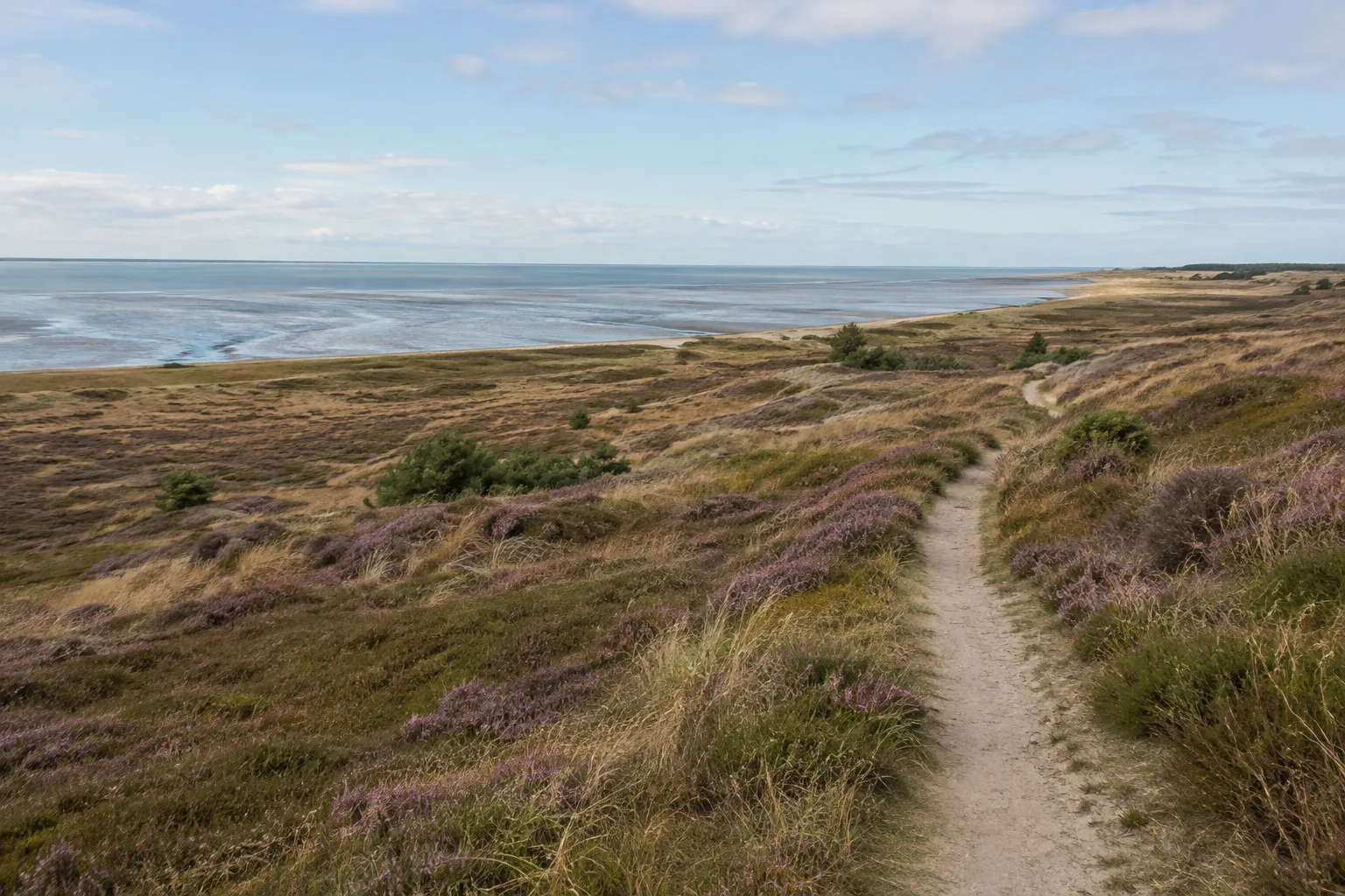 Braderuper Heide: niedrige Heide über dem Wattenmeer an markiertem Weg