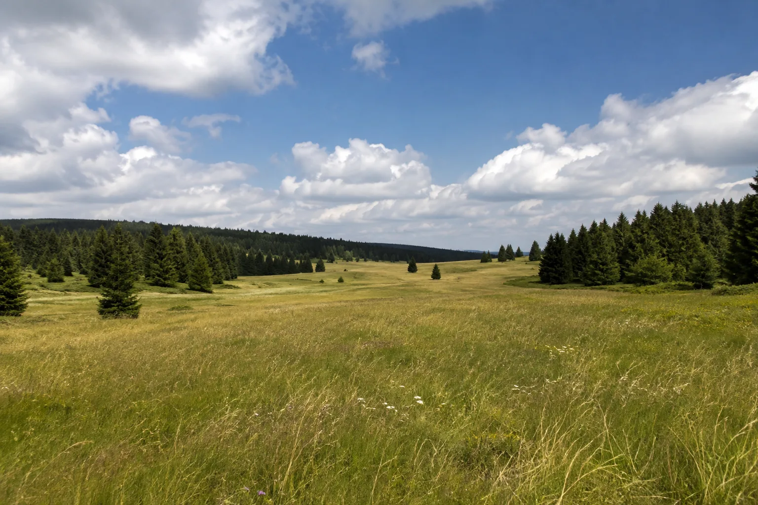 Ebertswiese: weite Bergwiese am Rennsteig vor dunklem Waldsaum