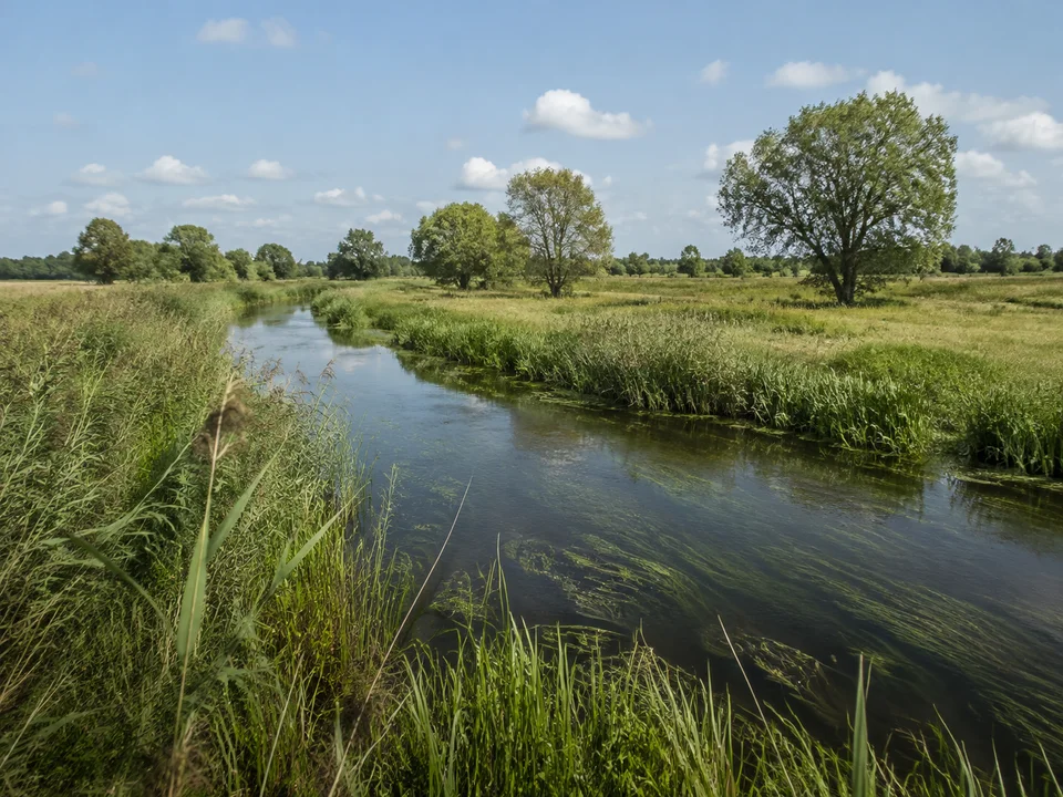 Tangerniederung bei Bölsdorf: Schmaler Flusslauf mit Schilf zwischen ebenen Wiesen und vereinzelten Laubbäumen