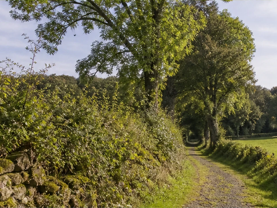 Heckenlandschaft: Feldweg zwischen alten Hecken