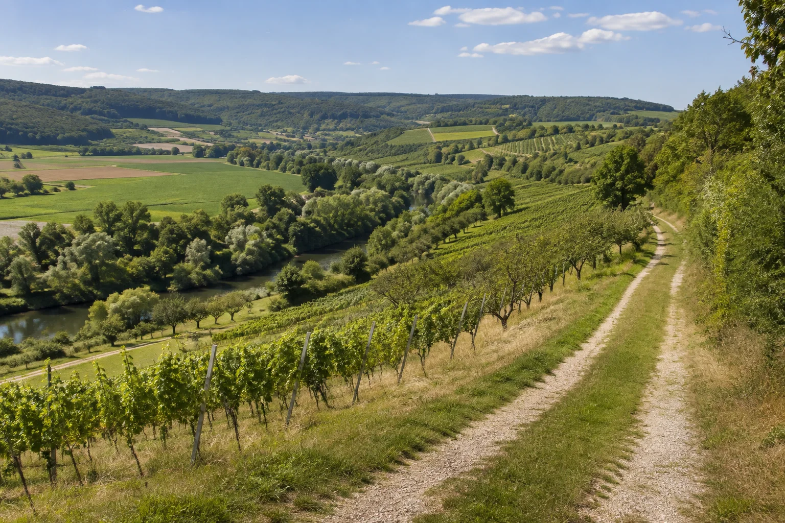 Mittleres Taubertal bei Weikersheim: sonnige Wein- und Obstwiesenhänge über einer grünen Talsohle, Feldweg.
