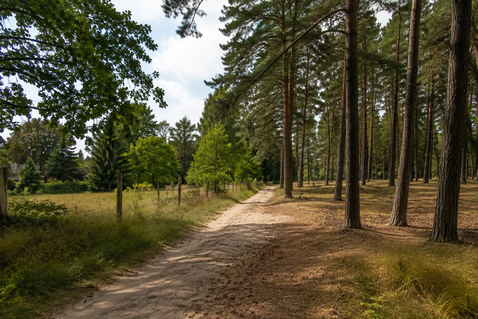 Sandige Kiefernwaldwege am historischen Dorfrand.