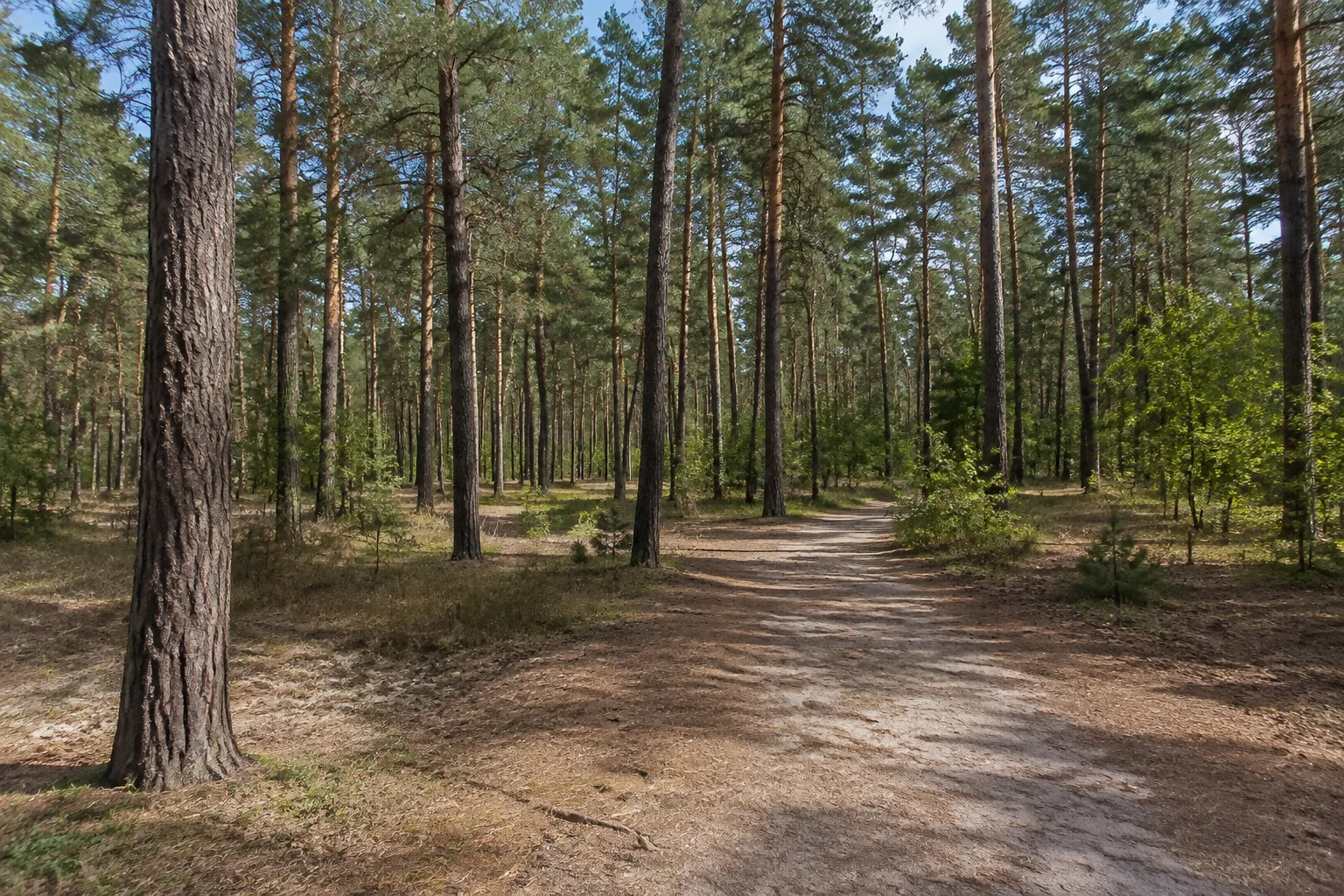 Lichter Kiefernwald auf flachen Sandböden.