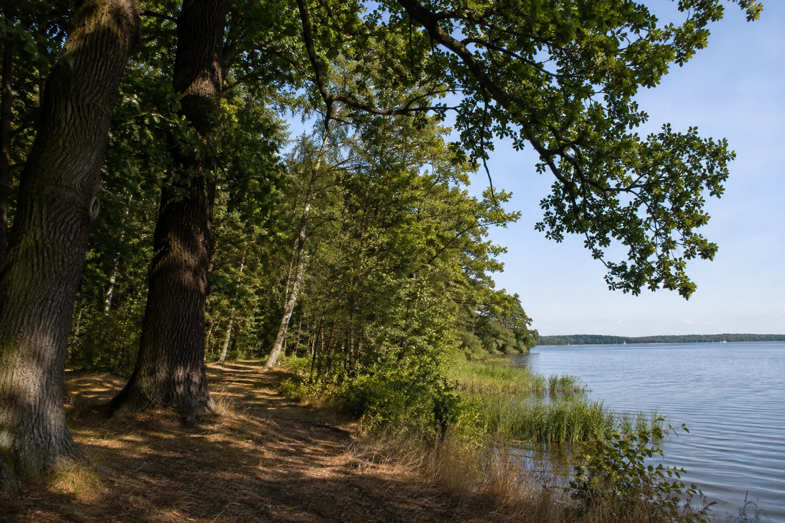 Tegeler Forst: Tegelsee / Revierförsterei: Mischwald mit alten Eichen am breiten Tegeler See.