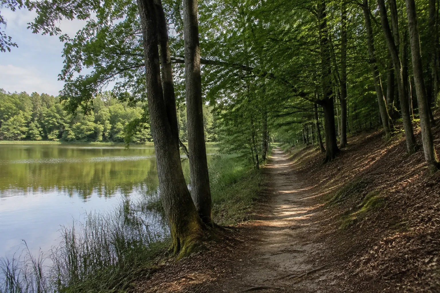 Buchheide am Lübbesee: schmaler See neben einem schattigen Buchenwaldweg auf sandigem Boden