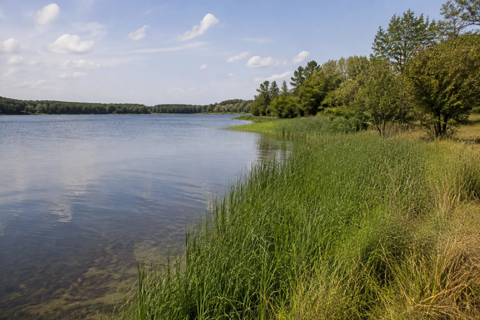 Templin: Templiner Stadtsee: ruhiges Stadtseeufer mit Schilf und niedrigen Laubbäumen bei Templin