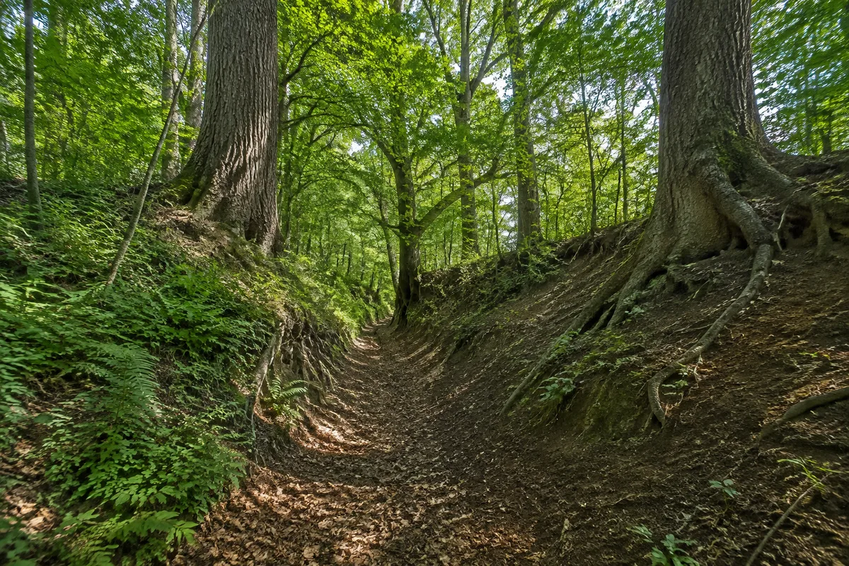 Teterow: Teterow, Startgebiet Teterow Markt: Hohlweg im Hohen Holz bei Teterow mit alten Eichen und sichtbaren Wurzeln