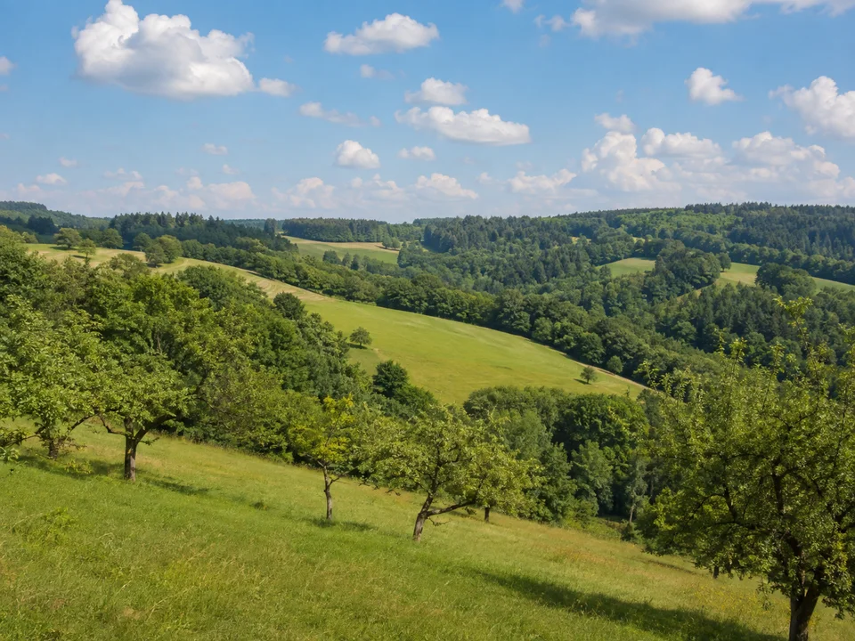Obereisenbacher Wiesen: Sanfte grüne Wiesenhügel mit Obstbäumen und gemischten Waldstücken unter sommerlichem Himmel