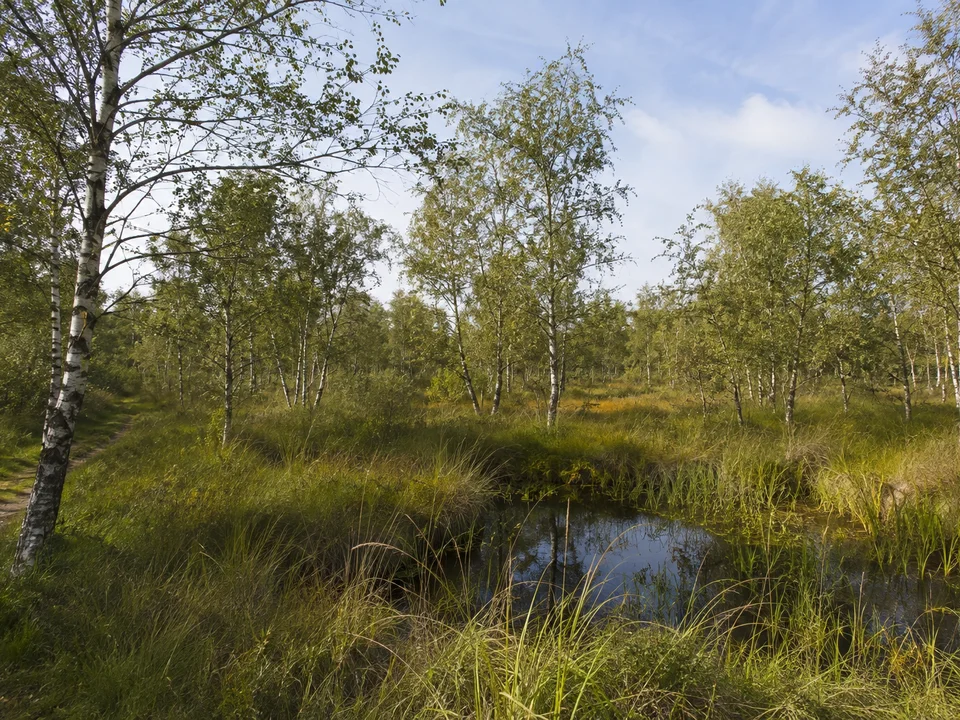 Moorbirken im Teufelsmoor: Lichter Moorbirkenwald mit dunklen kleinen Wasserflächen, Pfeifengras und Binsen, natürliches wiedervernässtes norddeutsches Hochmoor