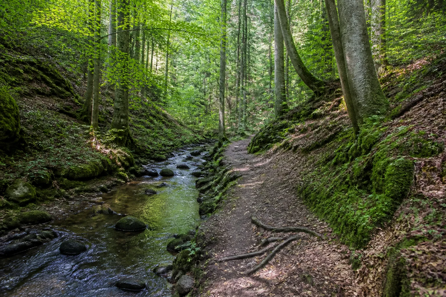 Schmaler Bach- und Wurzelweg im Silberbachtal im Teutoburger Wald