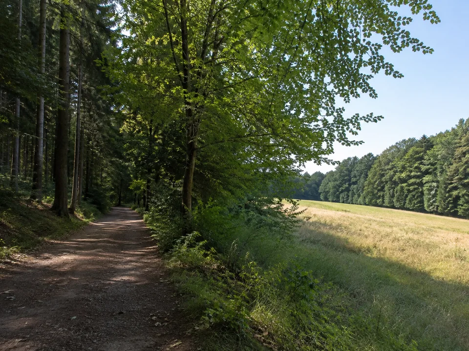 Kurort Hartha Waldsaum: breiter Waldweg zwischen Fichten und Buchen mit heller Wiese am Ortsrand