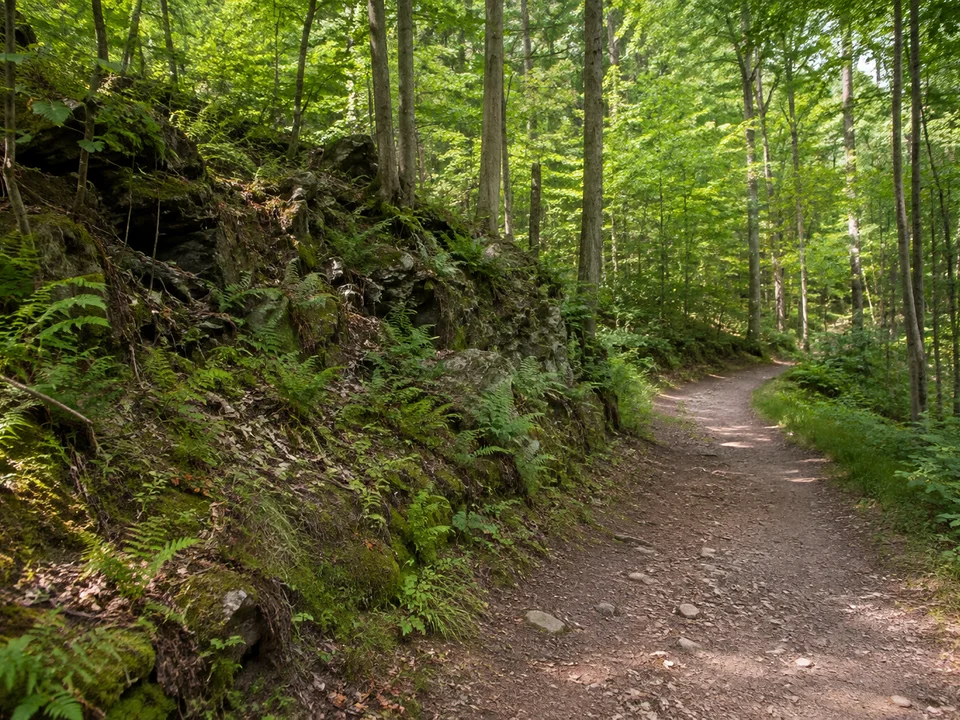 Nördlicher Tharandter Wald: sanft ansteigender Waldweg mit kleinen dunklen Gesteinsaufschlüssen und Farnen, keine großen Felswände
