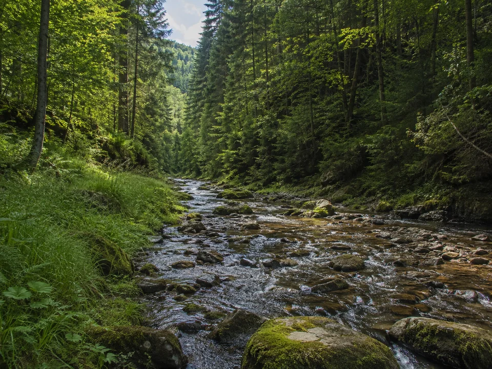 Weißeritztal bei Klingenberg: schmaler steiniger Fluss in tief eingeschnittenem bewaldetem Mittelgebirgstal