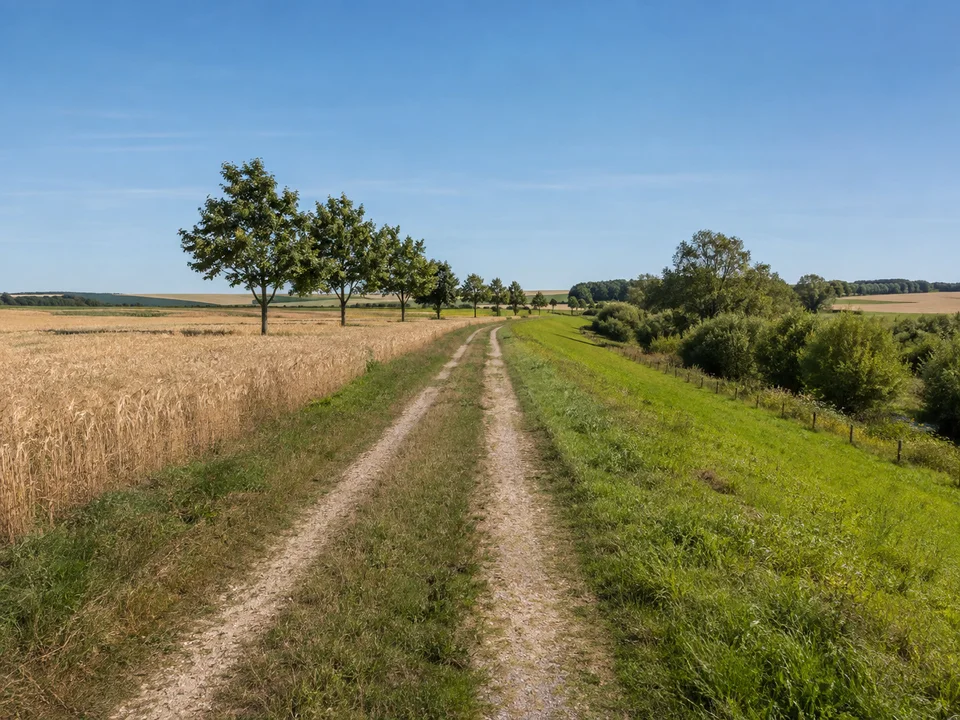 Feldlandschaft bei Bad Tennstedt: Breiter Feldweg zwischen sanften Äckern, einzelnen Baumreihen und kleinen Bachgehölzen