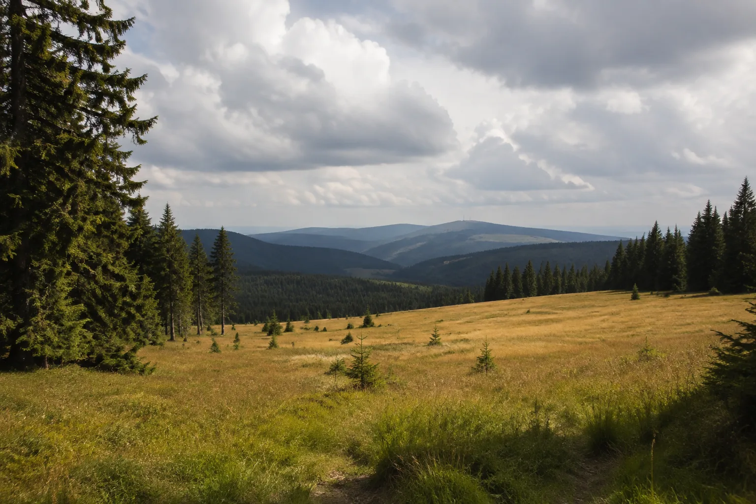 Oberhofer Höhen: Fichtenwald und offene Bergwiese unter wechselhaftem Hochlagenhimmel