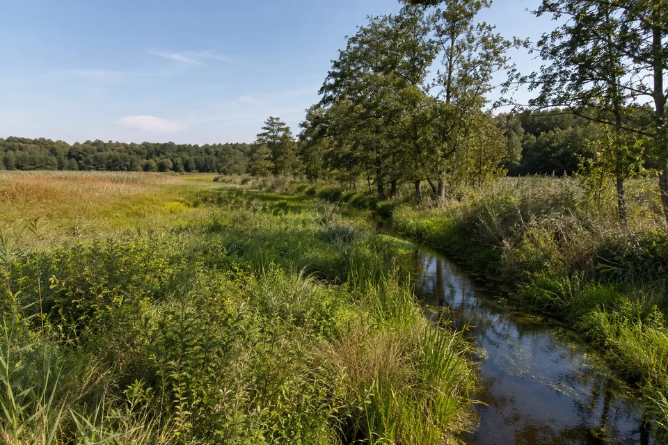 Aalbeek-Niederung: Flache Feuchtwiesen und Schilf mit Erlenreihen, schmaler Bach und bewaldeter Rand