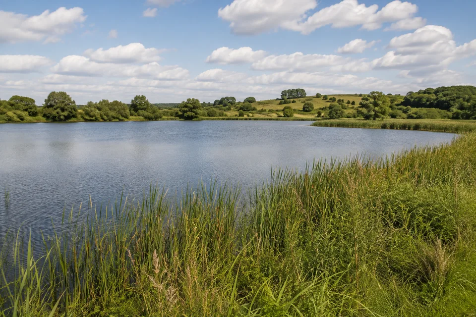 Hemmelsdorfer See: Breiter ruhiger See mit schilfigem Ufer und grünen niedrigen Hügeln, sommerliches Binnenland