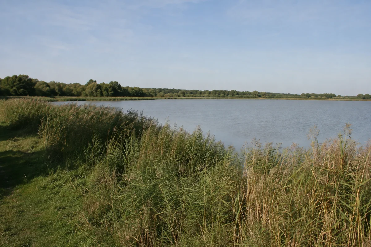 Großer Teich Torgau: flaches weites Teichwasser mit dichtem Schilfgürtel und niedrigem Waldsaum