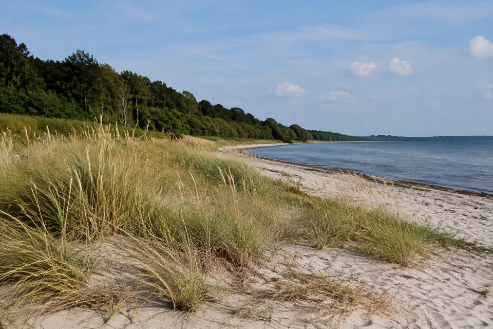 Priwallufer: Flaches Ostseeufer mit niedrigen Dünen und Strandhafer, lockerer Küstenwald im Hintergrund