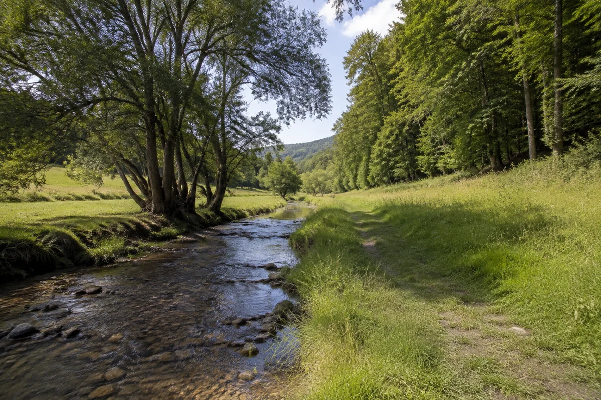 Holzapetal bei Wülmersen: kleiner naturnaher Bach mit Weiden und Buchenwald am Talrand