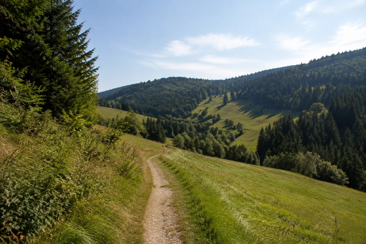Östliches Wiesental mit verstreuten Höfen und Nadelwald.