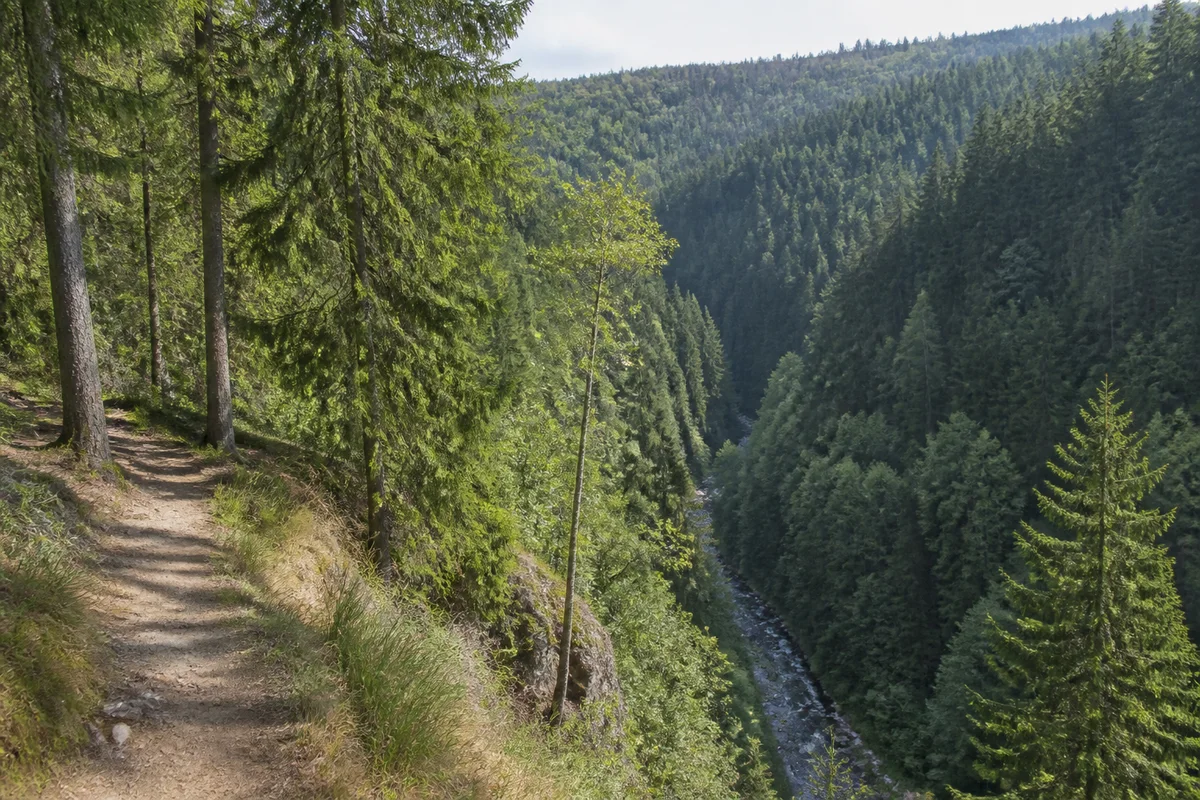 Triberg im Schwarzwald: Triberg: Steile bewaldete Hänge über der tief eingeschnittenen Gutach.
