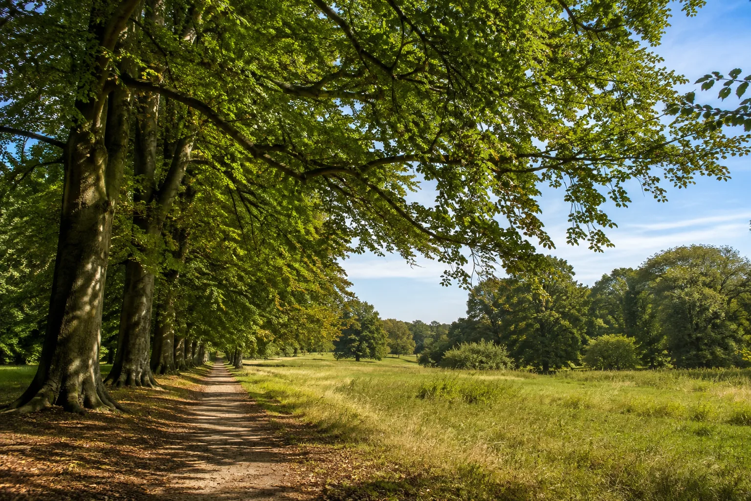 Westlicher Waldabschnitt: ebener Pfad unter alten Buchen in einer uckermärkischen Parklandschaft