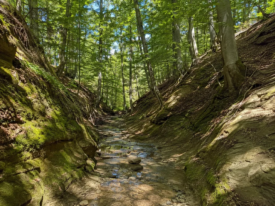 Hödinger Tobelwald: Schmaler Bach unter hohen Buchen in einem kleinen steilen Waldtobel mit hellen Molassesandsteinflächen und Moos