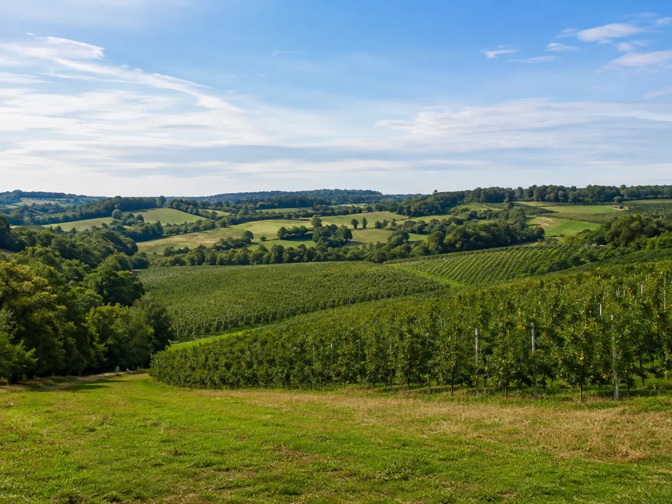 Lippertsreuter Obstland: Sanft welliges grünes Linzgauer Hügelland mit Apfelplantagen, Wiesen und Waldstreifen ohne nahe Berge