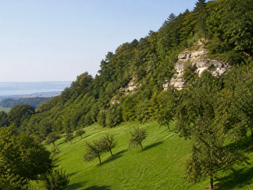 Sipplinger Hanglandschaft: Grüner Obstwiesenhang oberhalb des Seearms mit niedrigen hellen Molassefelsen und Laubwald am Rand