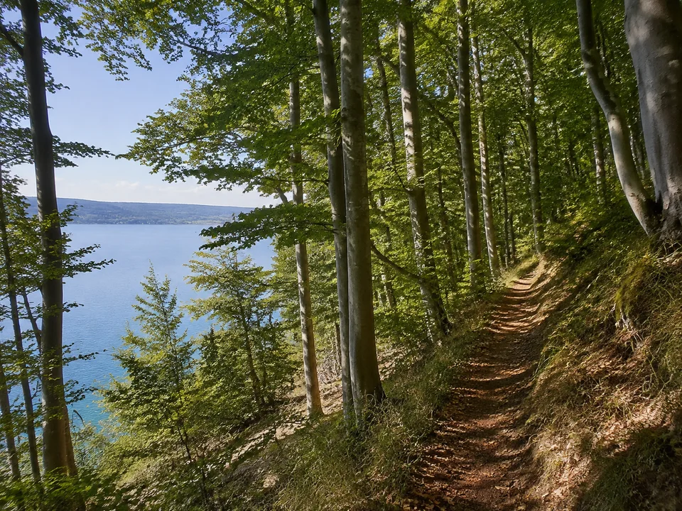 Bodanrück-Uferwald: Schmaler erdiger Wanderweg durch Buchen am mäßig steilen Hang, der lange See schimmert zwischen den Stämmen