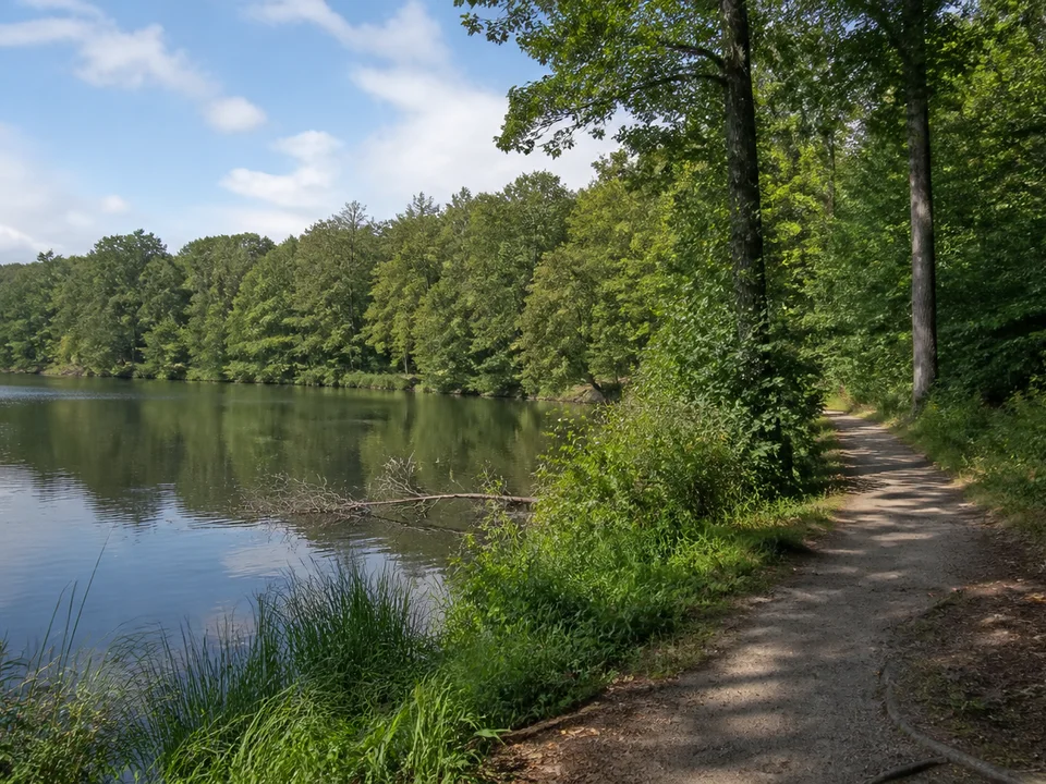 Oldenstädter See bei Uelzen: ruhiges kleines Gewässer mit Waldsaum und schmalem Uferweg