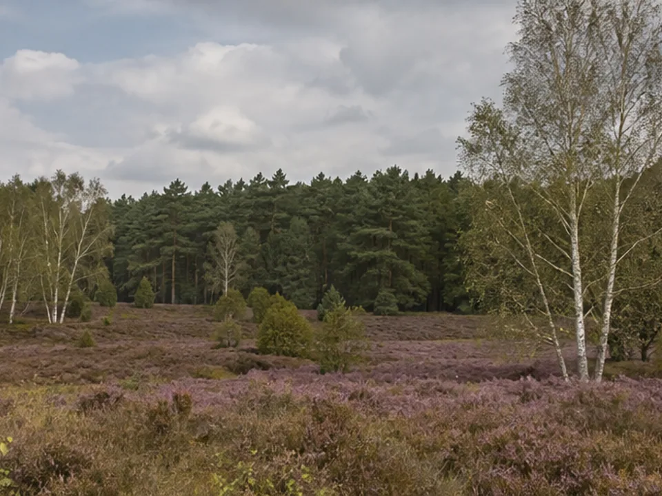 Weseler Heide: weite Heidefläche mit einzelnen Birken