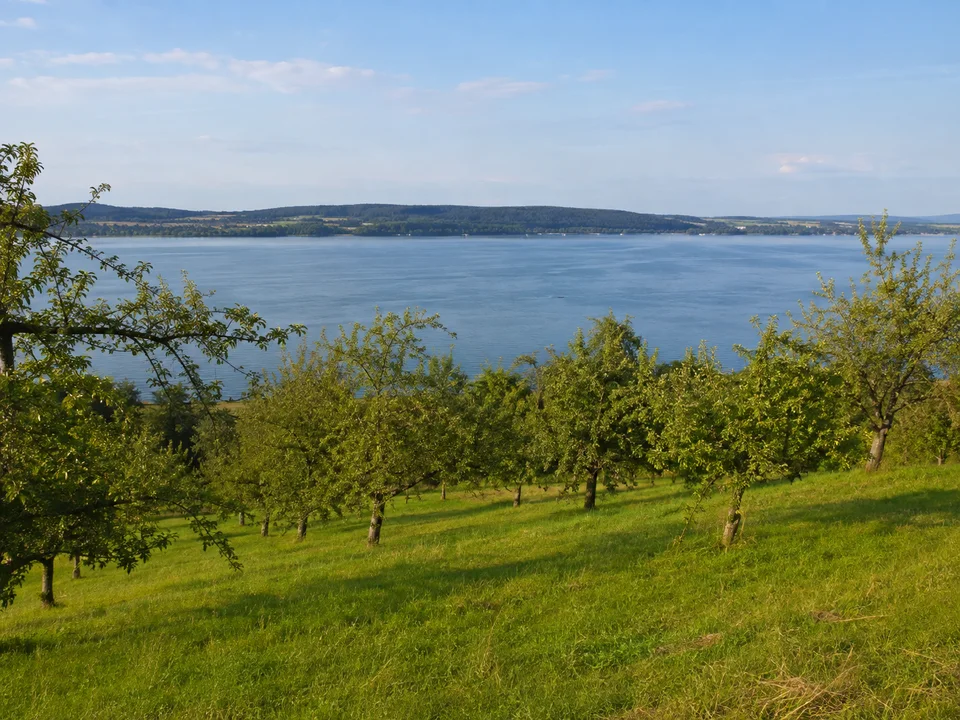 Höri-Obstwiesen: Sanfte grüne Obstbaumwiese oberhalb einer flachen blauen Seebucht mit naher niedriger Gegenküste
