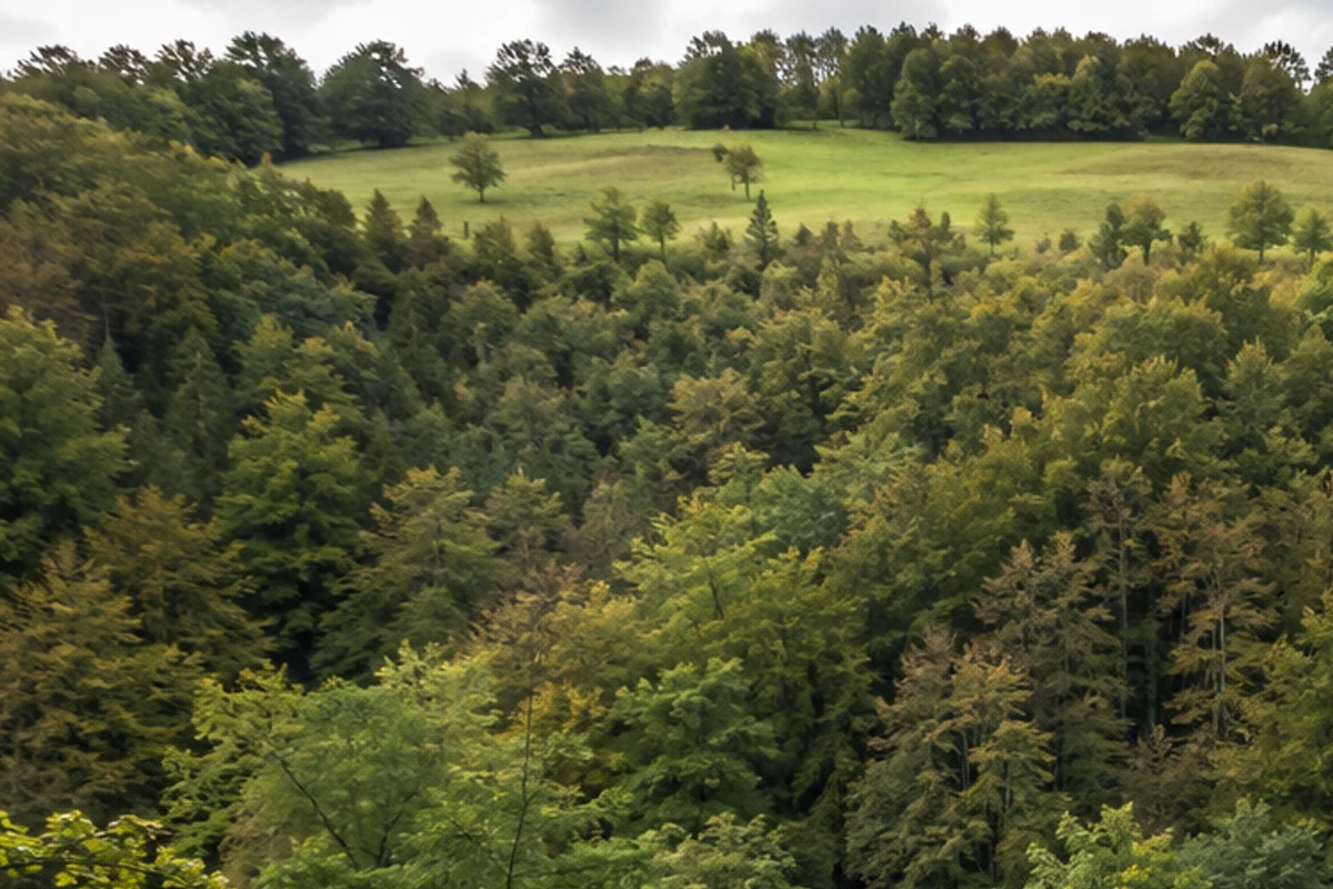 Wasserfall-Hochwiese: offene Wiese am oberen Brühlbach über der Fallkante