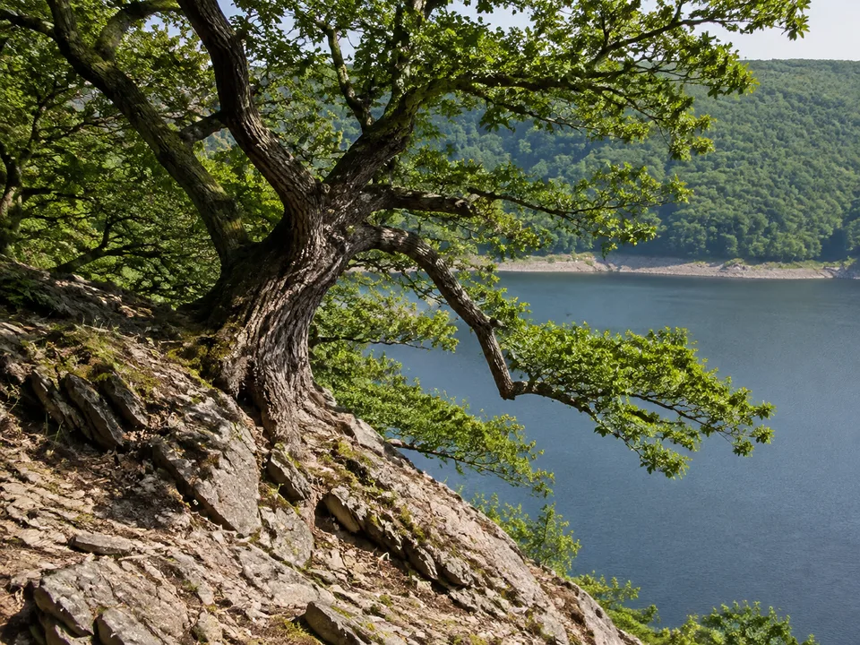 Kahle Haardt: alte Traubeneichen auf felsigem Trockenhang